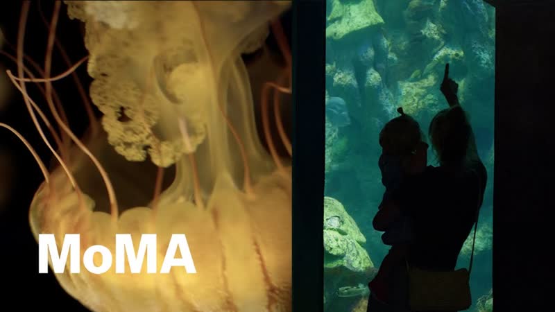 Immersive architecture of aquariums, BUILT ECOLOGIES: ARCHITECTURE AND