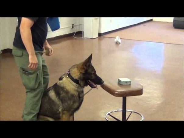 Police K9 Basic Detection Class