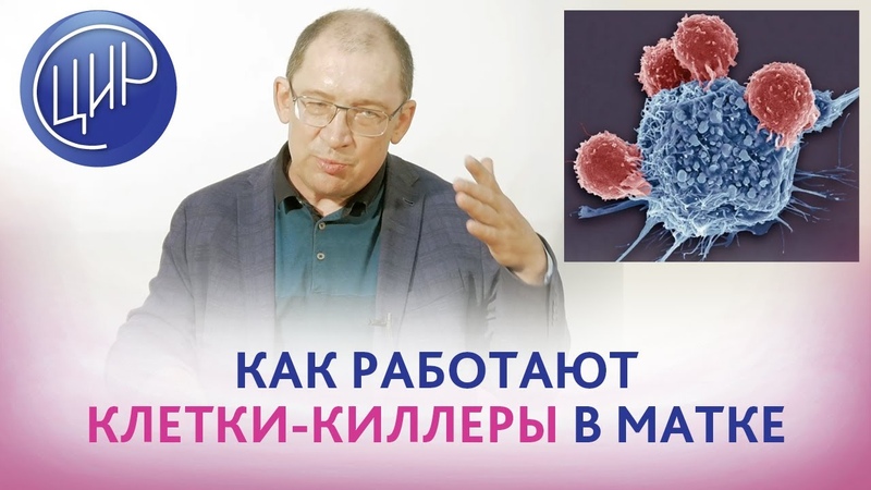 Клетки киллеры в матке. Антигены тканевой совместимости 1
