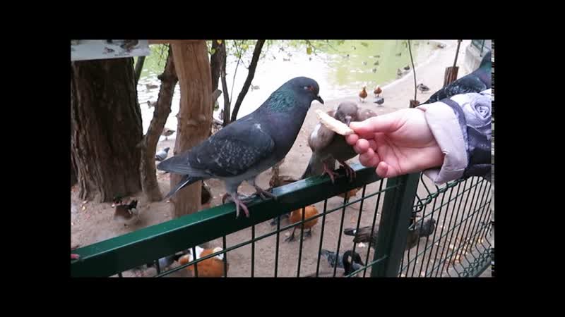 На озере. Голуби не дают покушать