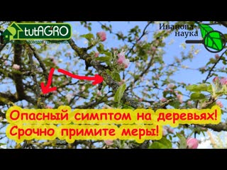 ОЧЕНЬ ОПАСНЫЙ СИМПТОМ НА САДОВЫХ ДЕРЕВЬЯХ! Немедленно примите меры, если заметили такое в саду.
