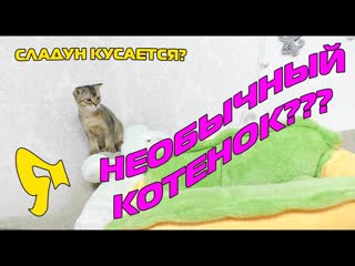 ТЕЛО ЧЕРНОРЫЖА | 5 ФАКТОВ | СЛАДУН КУСАЕТСЯ