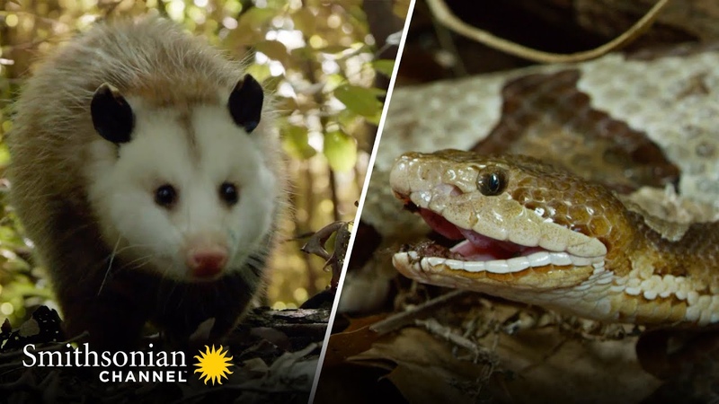 Copperhead Family vs. Opossom Face Off Americas Wild Seasons, Smithsonian