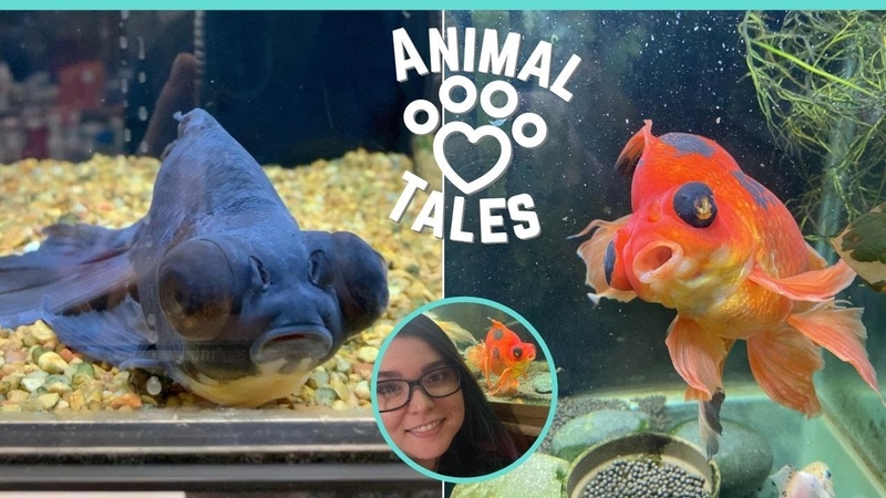 Sad Goldfish Turns Gold Again After Being Adopted And Nursed To