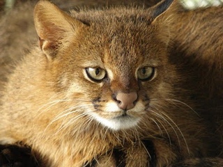 Пампасская кошка, или колоколо