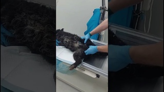 Мы забрали кричащую собачку. Сейчас ее экстренно оперируют. Состояние критическое.