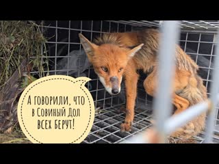 Изгнание вредного лиса. Увезли и бросили в дикой природе!
