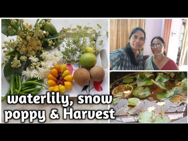 waterlily, snow poppy, Lotus, todays Harvest, summer