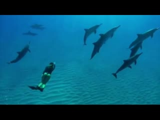 Diving & freediving