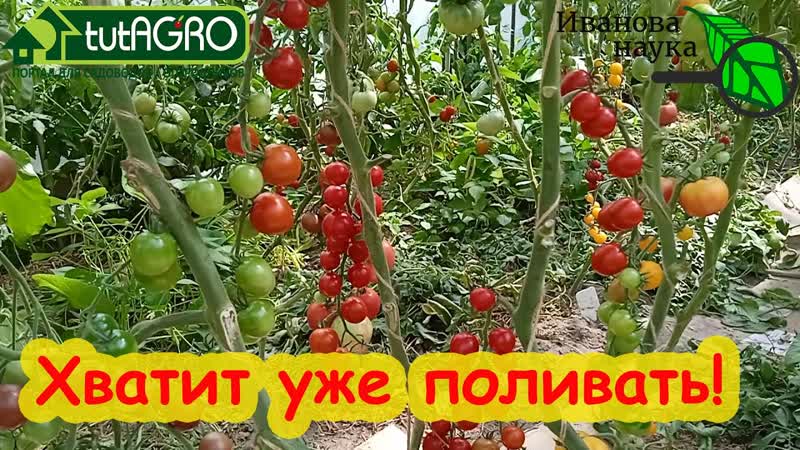 КОГДА ПРЕКРАЩАТЬ ПОЛИВ В ТЕПЛИЦЕ Запомните простое правило