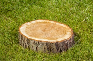 Подошла к пню. Пенек дерева. Декоративный пень для сада. Пенек дерева. Пеньки деревьев.