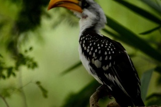 Southern yellow-billed hornbill / Южный желтоклювый ток / Tockus leucomelas