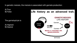 Gametic meiosis | Gametophyte | Sporophyte