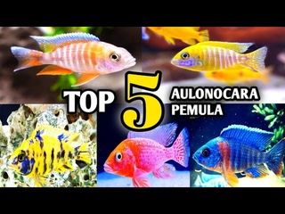 REKOMENDASI JENIS IKAN CICHLID AULONOCARA UNTUK PEMULA