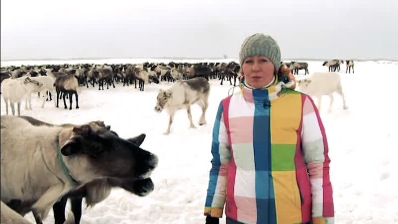 Покорители тундры из архива 2016