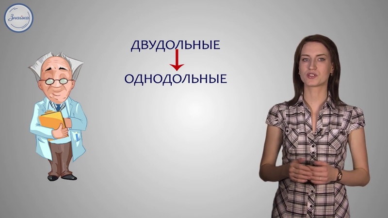 Биология 6 Строение и назначение