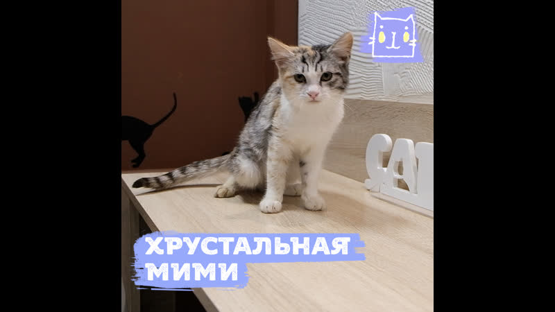 Дом для хрустальной кошечки