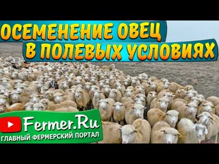 Дом чабана со всеми удобствами в Казахской степи|Загон для овец|Искусственное осеменение овец в юрте