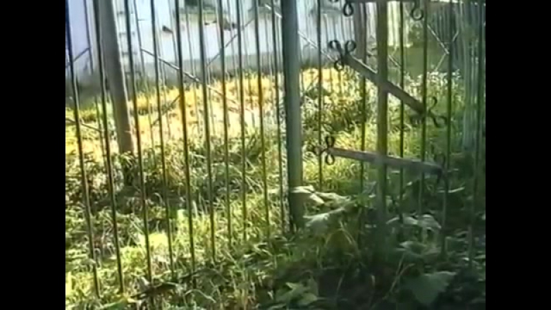 Д, ф Божий