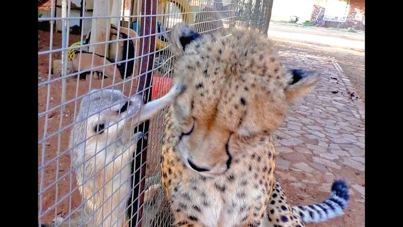 African Cheetah Versus Meerkats, Big Cat Gets Small Animal to Groom Him Then Purrs, Loves