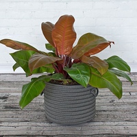 Филодендрон оранж. Филодендрон принц оранж. Филодендрон оранж. Филодендрон сиам оранж. Филодендрон серратум оранж.