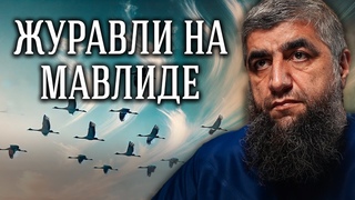 Журавли на мавлиде