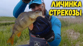 Как ловить на ЛИЧИНКУ СТРЕКОЗЫ. Проводка для ПАССИВНЫХ приманок.