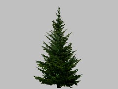 DG:JVC:BLUEPRINT Fsummer fir light small 057