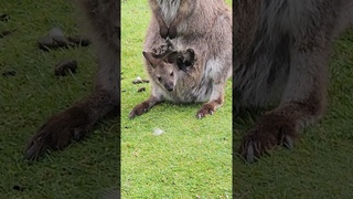 Joey @trippytippi #wallaby