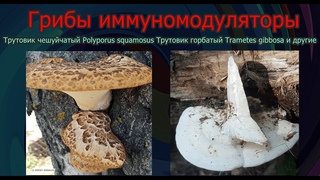 Грибы иммуномодуляторы Трутовик чешуйчатый Polyporus squamosus Трутовик горбатый Trametes gibbosa