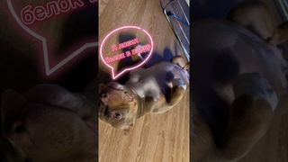 Неуловимый Джон) #Shorts#BullyJohn#Bully#Dogtrend#Funnydogs#американский булли#топ#dog#щенкибулли