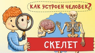 Как устроен человек Как устроен мой скелет. Зачем мне кости