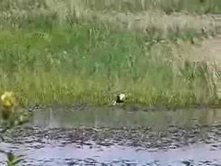 Белокрылая крачка (Chlidonias leucopterus)