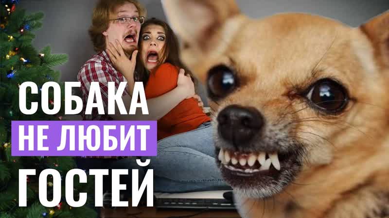 ЧУЖАКИ В ДОМЕ: Как быстро ПОДГОТОВИТЬ собаку К ПРИХОДУ