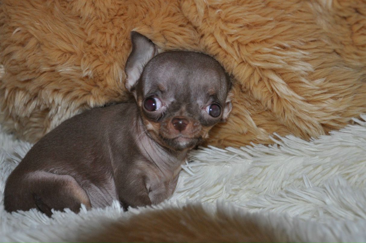 Sveta Shkurko ♛ | Киев