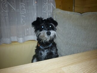 Светлана Шаповалова uhhi | Рига