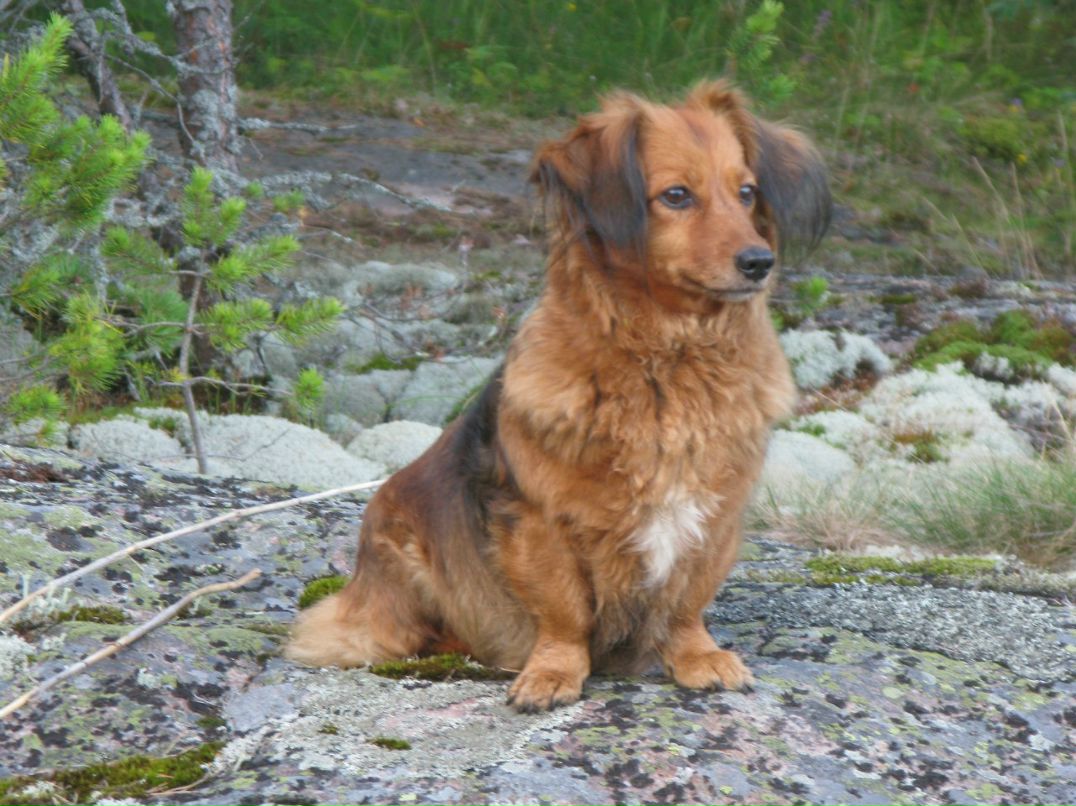 Елена Шулятикова | Санкт-Петербург