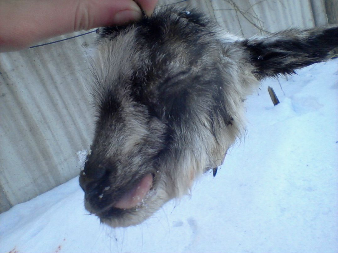 Лис Лис | Санкт-Петербург