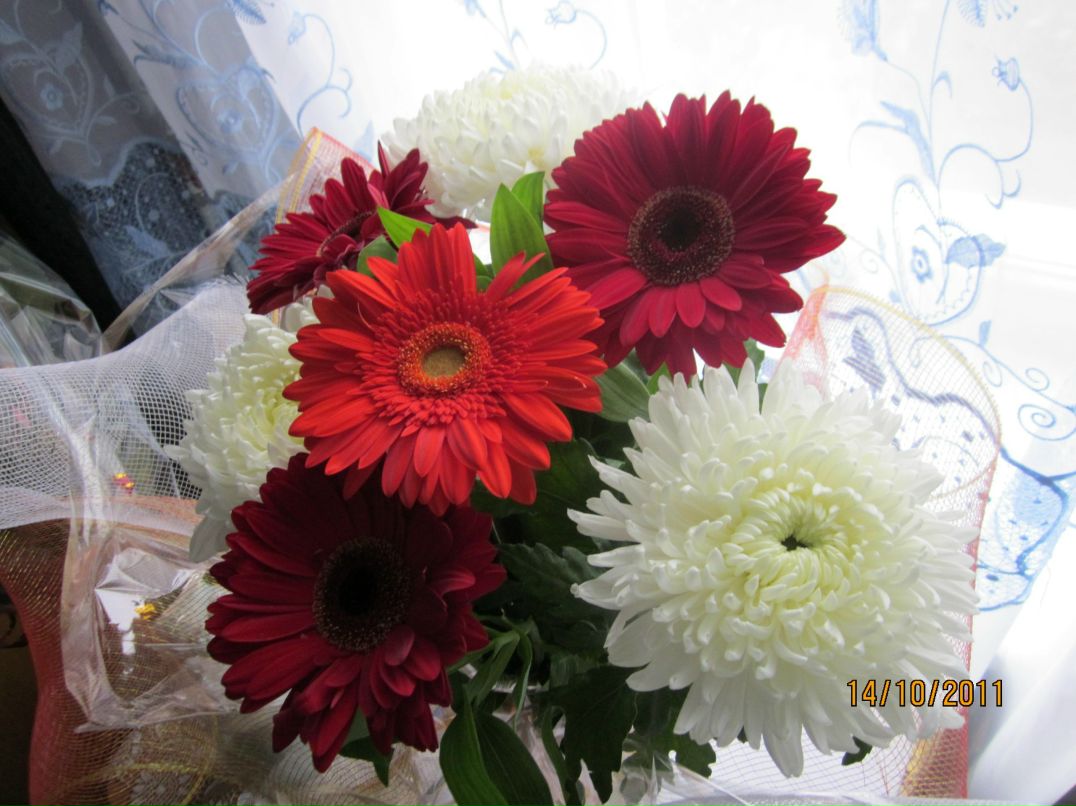 Марина Довнарович | Пудож