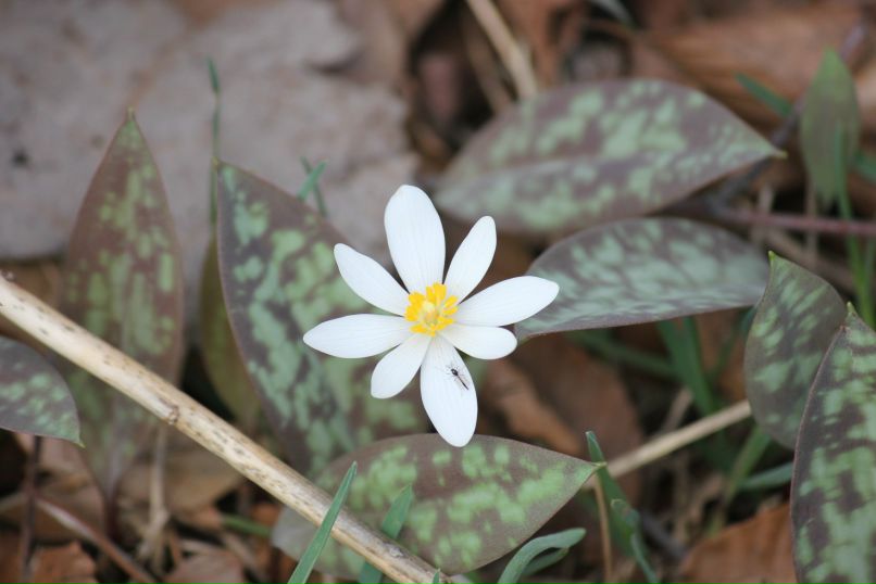 Iryna Valentine-Dereha | Detroit