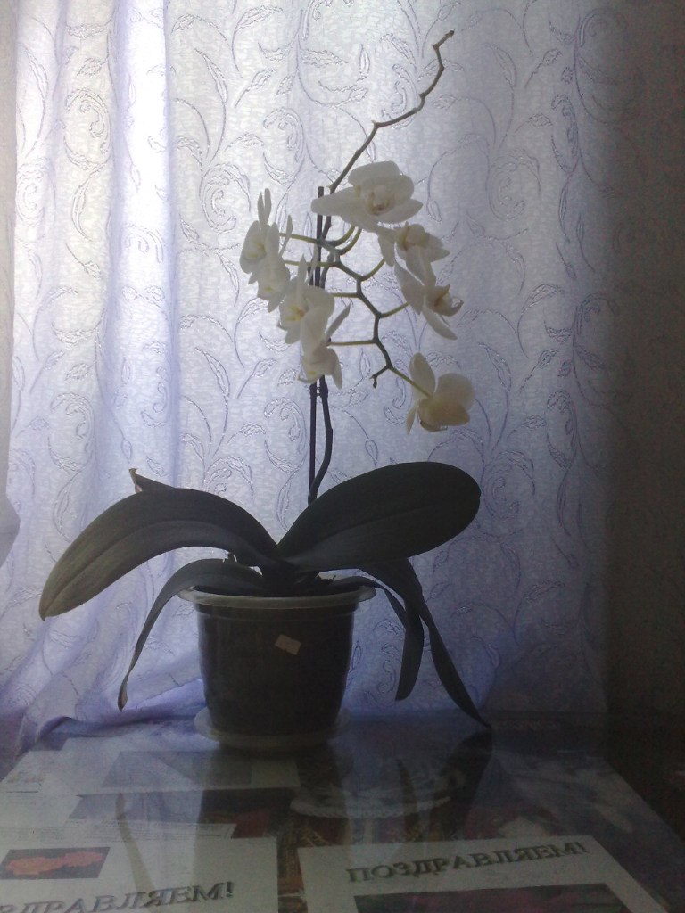 Вячеслав Ценев | Ижевск