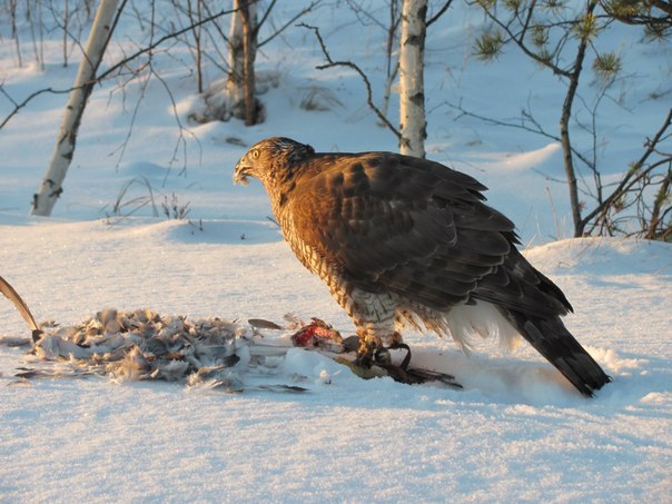 Алексей Хозяйченков | 
