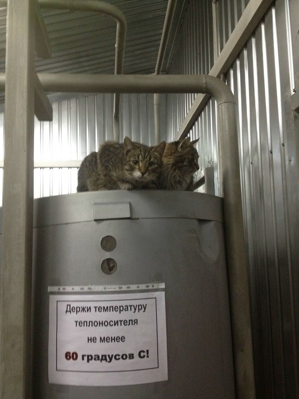 Светлана Авдеева | 