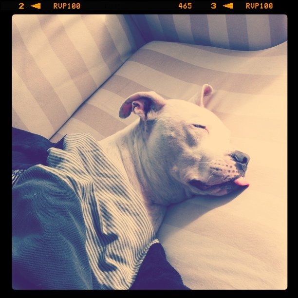 Jacques Lemans | Los Angeles