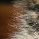 №44, Елена Ломакина, Wrocław №44, Елена Ломакина, Wrocław