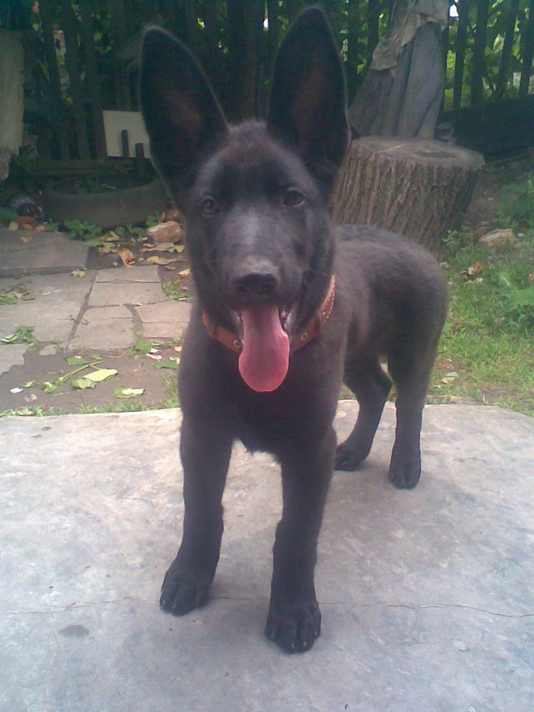 Максим Поветкин | Лозовая