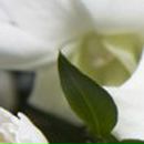 Bohdan Schadnyi <<<<<Романович>>>>> | Warszawa