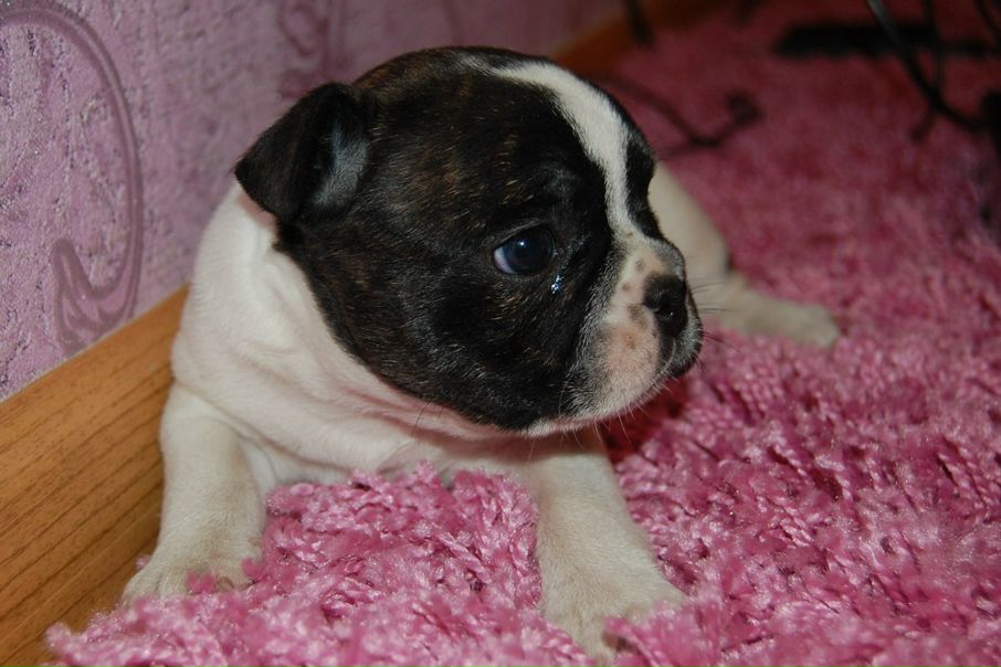 №94, Оленька Карнаухова №94, Оленька Карнаухова