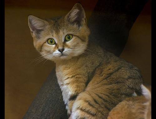 Евгений Петкун | Санкт-Петербург