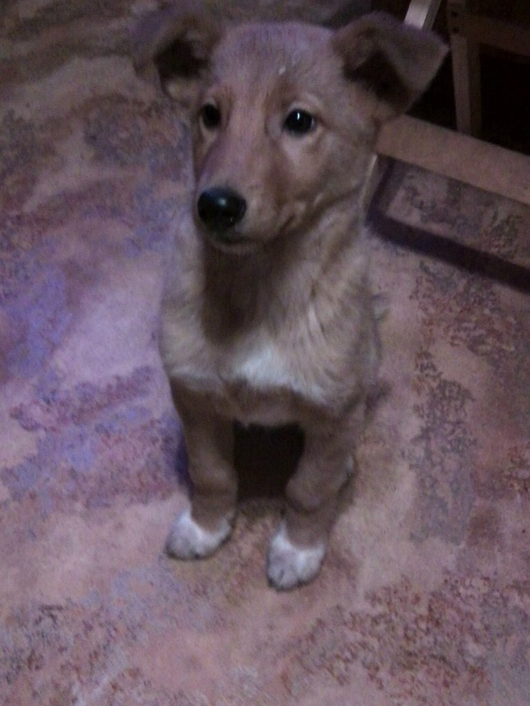 Марина Казбек | Печоры